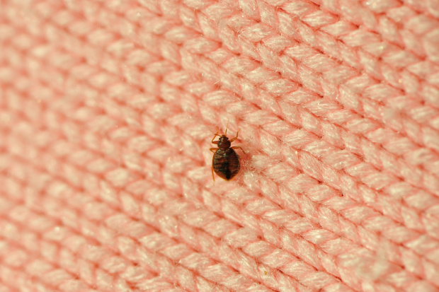 Bed-Bug-Treatment - Diamond Bar Best Pest Pros | Diamond Bar, CA | 909-344-5033