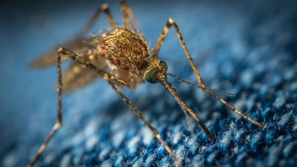 Mosquito Control - Diamond Bar Best Pest Pros | Diamond Bar, CA | 909-344-5033
