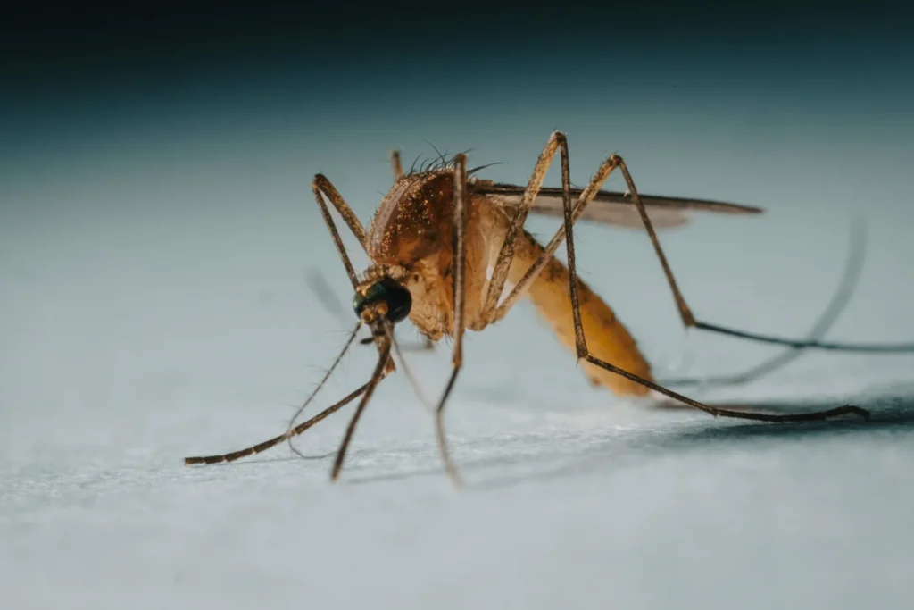 Protect Your Family from Mosquito-Borne-Diseases - Diamond Bar Best Pest Pros | Diamond Bar, CA | 909-344-5033