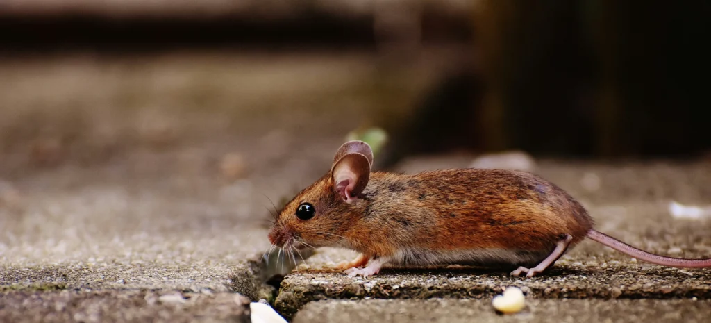 Residential-Commercial-Rodent-Solutions - Diamond Bar Best Pest Pros | Diamond Bar, CA | 909-344-5033