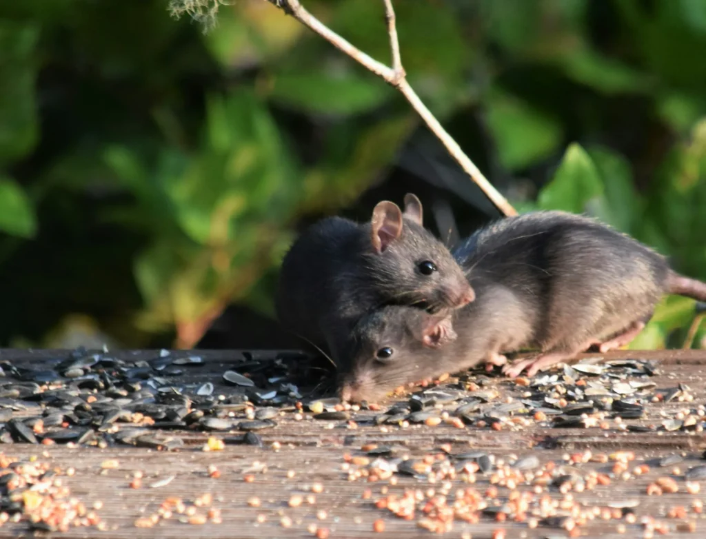 Rodent-Removal - Diamond Bar Best Pest Pros | Diamond Bar, CA | 909-344-5033