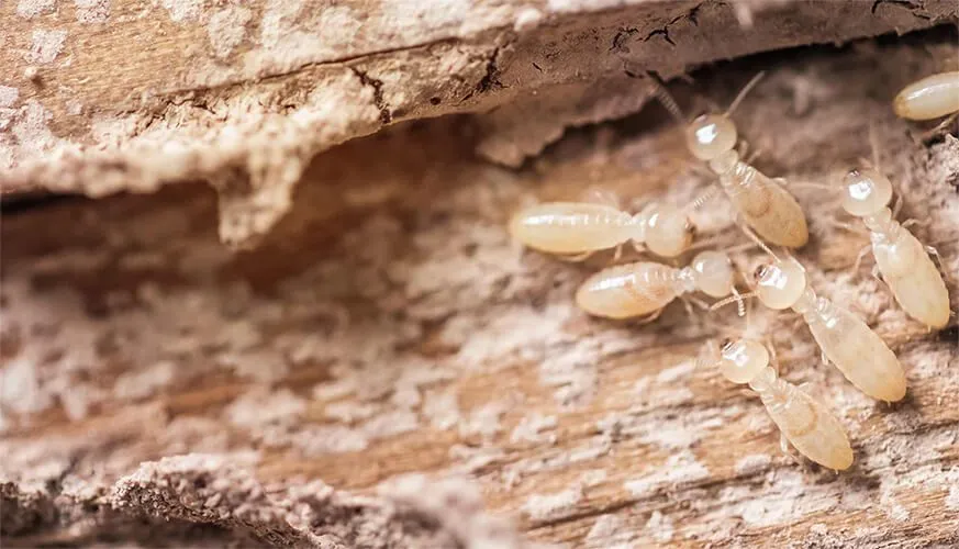 Signs You May Have a Termite Infestation - Diamond Bar Best Pest Pros | Diamond Bar, CA | 909-344-5033