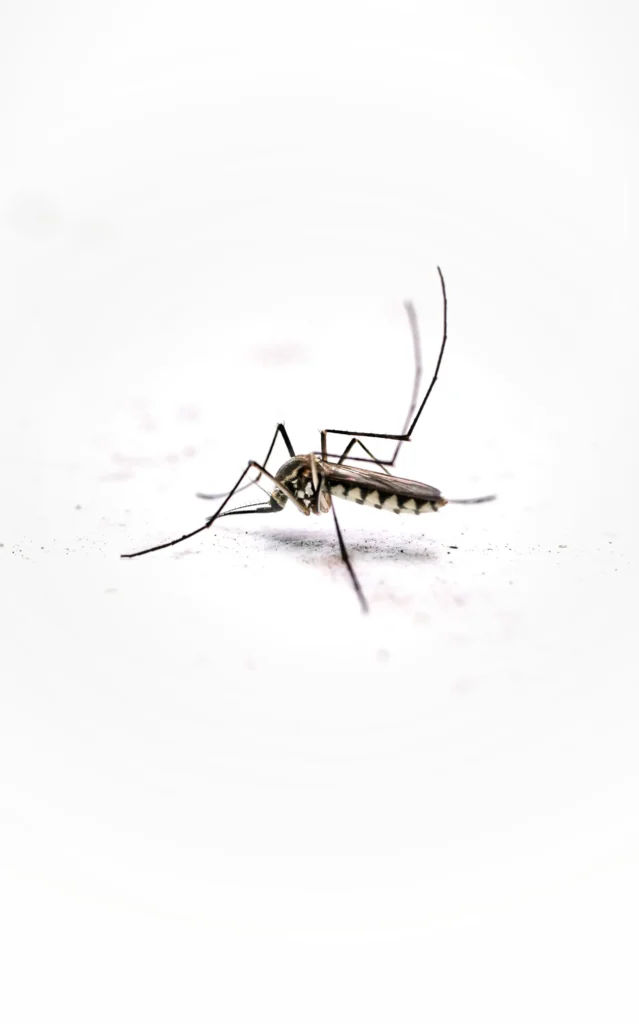 Tired of Mosquitoes Ruining Your Evenings - Diamond Bar Best Pest Pros | Diamond Bar, CA | 909-344-5033