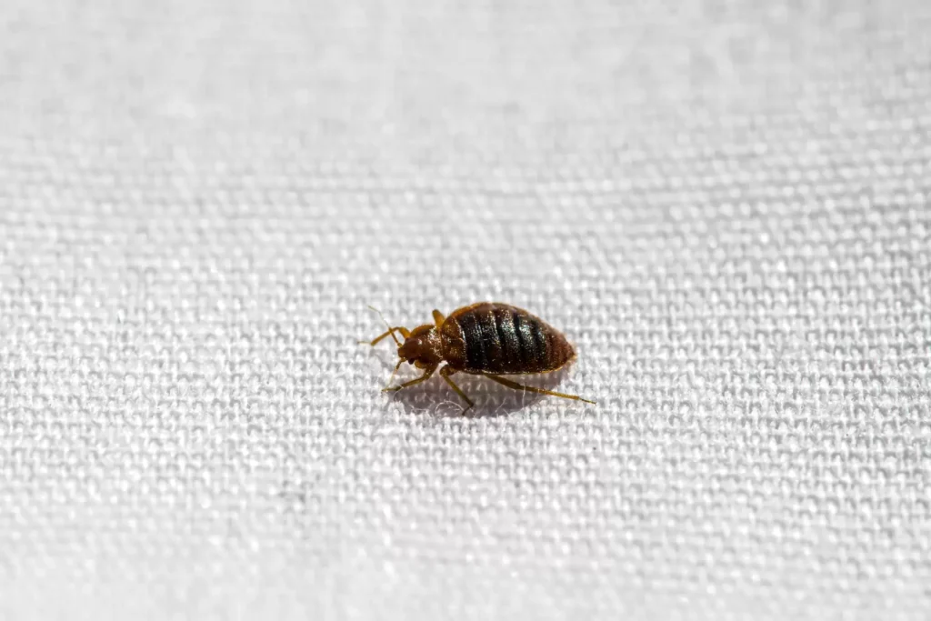 Why Bed Bug Heat Treatments Work Best - Diamond Bar Best Pest Pros | Diamond Bar, CA | 909-344-5033