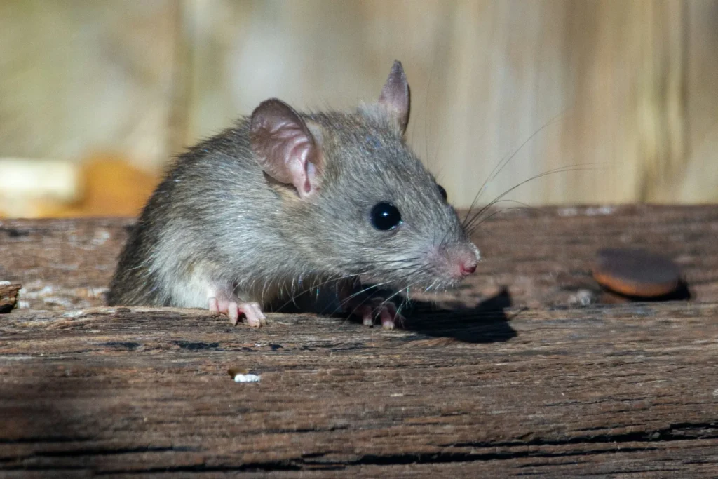 Why-Choose-Our-Rodent-Exterminators - Diamond Bar Best Pest Pros | Diamond Bar, CA | 909-344-5033
